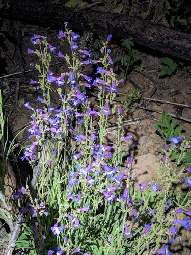 Image of Penstemon inflatus by (c) Alina Martin, some rights reserved (CC BY)