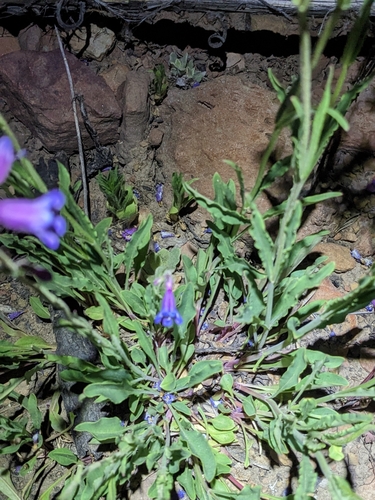 Image of Penstemon inflatus by (c) Alina Martin, some rights reserved (CC BY)