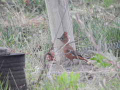 Pseudoseisura lophotes