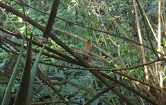 Pachyramphus validus