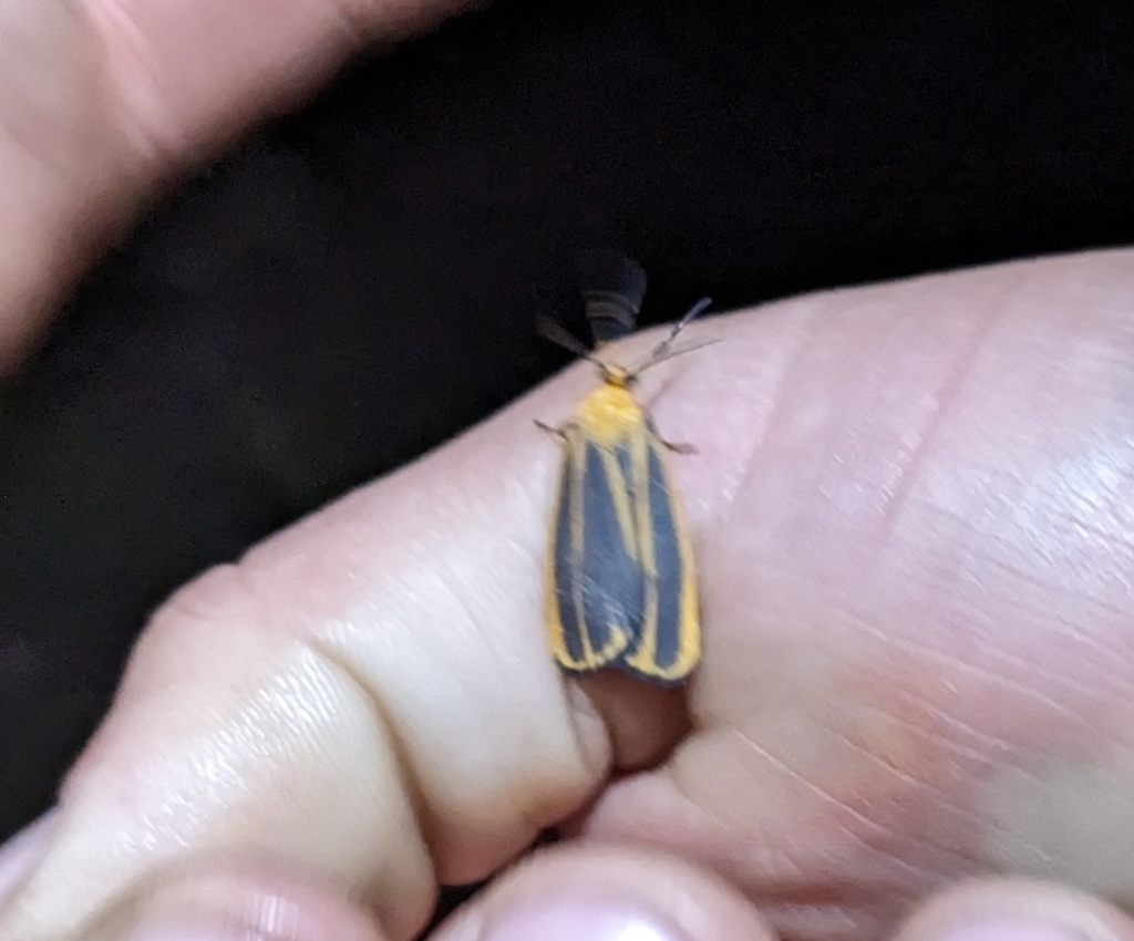 Cadaver Lichen Moth
