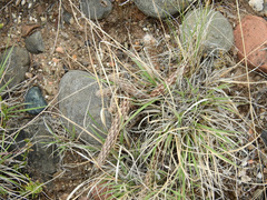 Pterocactus tuberosus