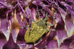 Larinus latus