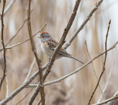 Spizelloides arborea