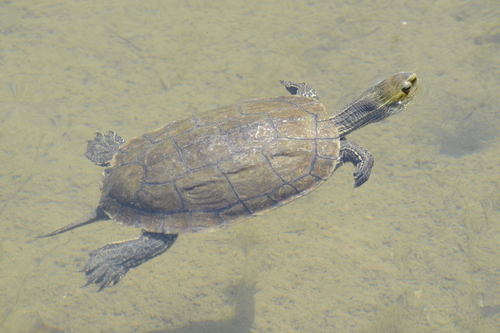 Western Caspian Turtle, photo 5 of 8
