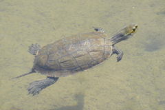 Balkan Terrapin photo 5