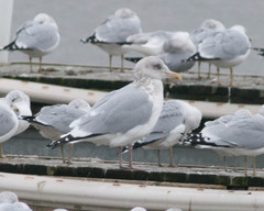 Larus argentatus