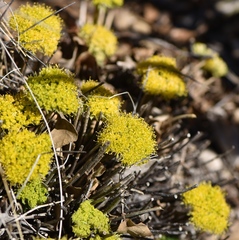 Lomatium parryi