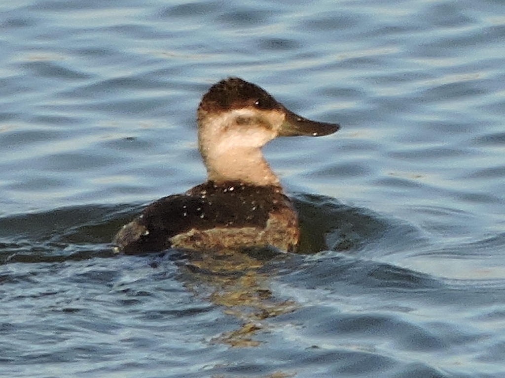 Ruddy Duck from Tarrant County, US-TX, US on January 30, 2016 by Sam ...
