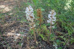 Orobanche crenata