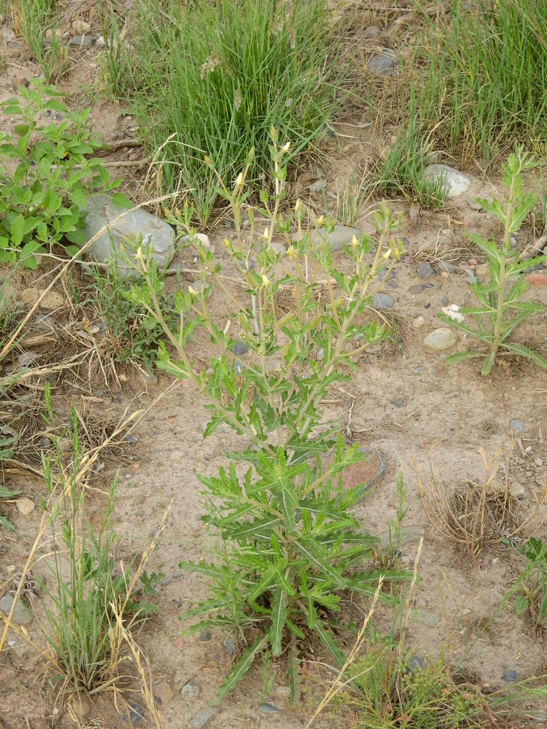 Wavyleaf blazingstar (Mentzelia albescens)