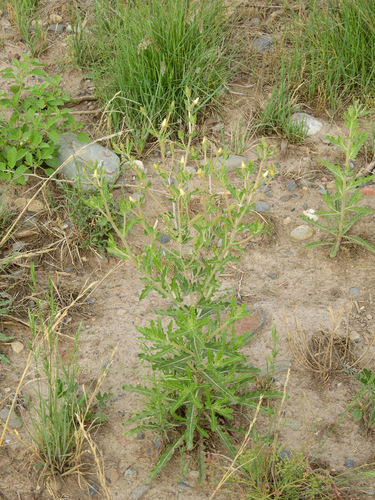 Wavyleaf blazingstar (Mentzelia albescens)