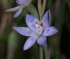 Thelymitra × truncata