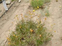 Grindelia chiloensis