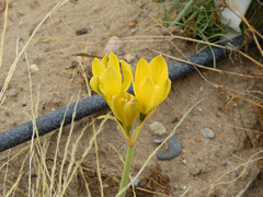 Zephyranthes gilliesiana