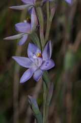 Thelymitra × truncata