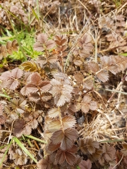 Argentina anserinoides