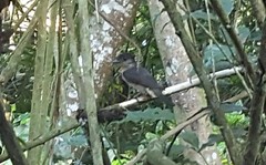 Pachyramphus validus