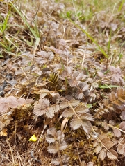 Argentina anserinoides