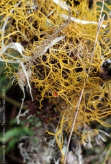 Teloschistes flavicans
