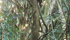 Pachyramphus validus