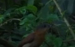 Pachyramphus validus