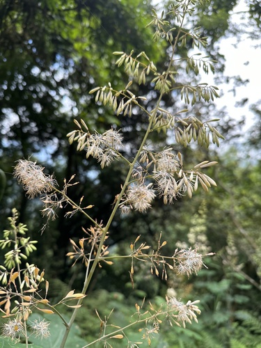 Macleaya cordata 2