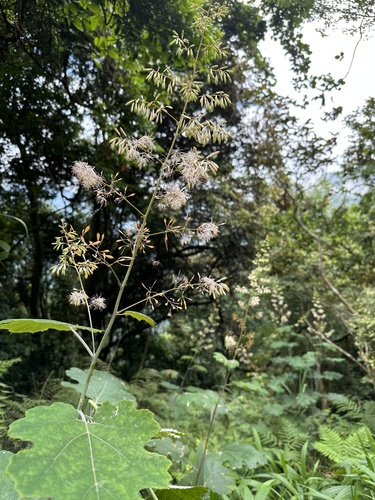 Macleaya cordata 3