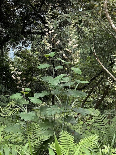 Macleaya cordata 4