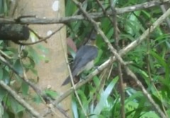 Pachyramphus validus