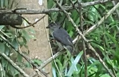 Pachyramphus validus