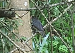 Pachyramphus validus