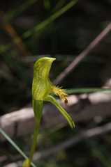 Pterostylis tasmanica
