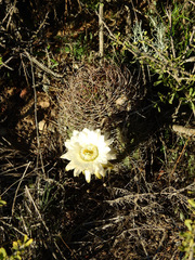 Echinopsis leucantha