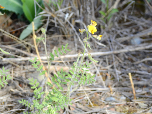 Adesmia muricata