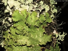Crocodia