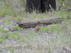 Pseudoseisura lophotes