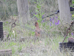 Pseudoseisura lophotes