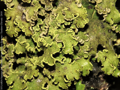 Crocodia