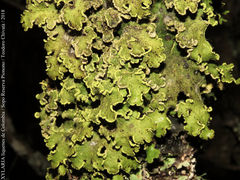 Crocodia