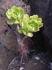 Aeonium lancerottense image