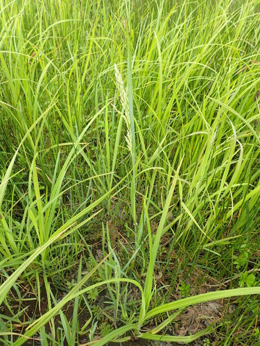 Poa macrocalyx iNat (3)