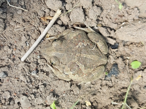 Common Spadefoot