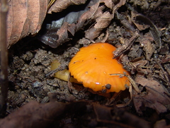 Gliophorus perplexus