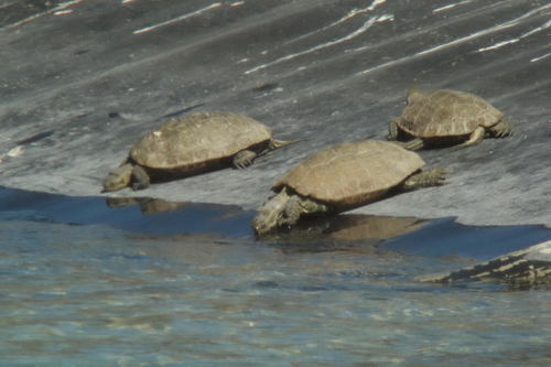 Western Caspian Turtle, photo 6 of 8