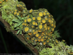 Teloschistes hypoglaucus