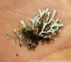 Heterodermia leucomelos