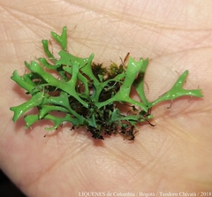 Heterodermia leucomelos