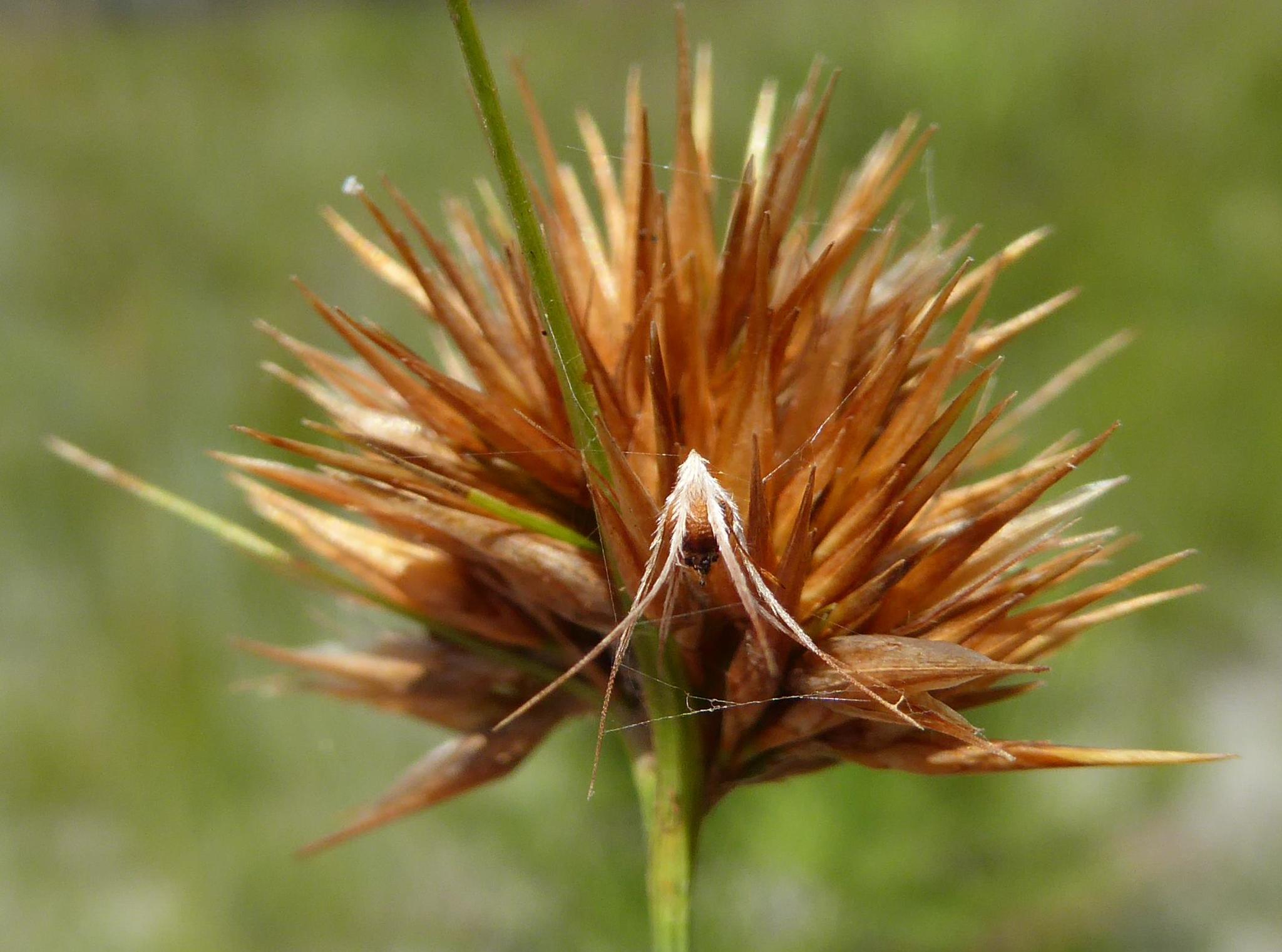 Rhynchospora megaplumosa