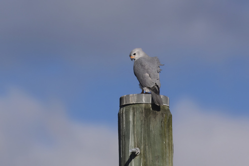 Grey Goshawk (Tachyspiza novaehollandiae), photo 8